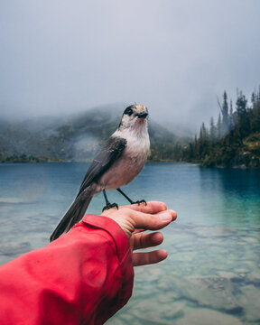 Gray And White Bird On Persons Hand