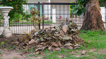 leaf tree dry was collect after cleaning in home garden