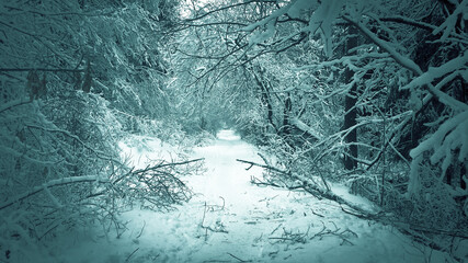 footpath in the forest among snow-covered trees close-up