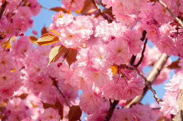 Pink cherry blossom in a sunrays close up