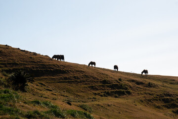 Obraz premium 都井岬の馬