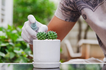 Naklejka na ściany i meble man hand wear white glove hold spray water bottle for watering cactus in small pot