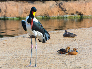 Standing saddle-billed stork, the African stork species