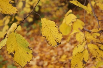 Obraz premium autumn leaves