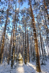 Pine trees covered with snow against the background of a blue sky. Winter in Poland. January in Poland.