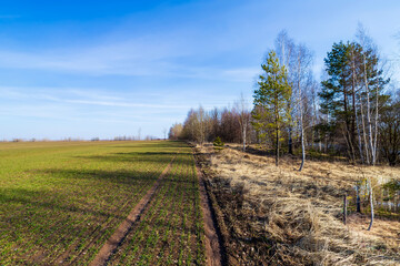 Young sprouts of winter wheat of grain crops. Young green sprouts line. Fertile agricultural land. Symmetrical lines of shoots of grain crops. field of young wheat, barley, rye