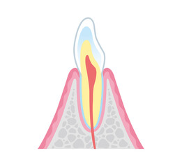 Tooth cross section_26