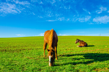 Two horses on the green grass against the blue sky.
