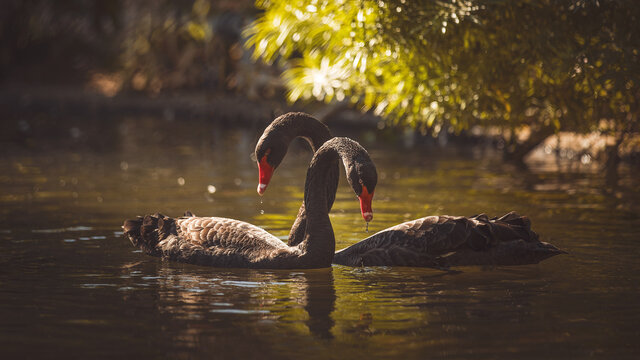 Black swan on body of water