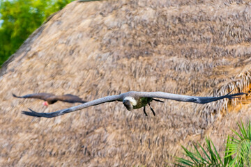Fototapeta premium Africa vulture is flying over a reed thatched house