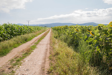 Unpaved road between corn and sunflower fields. Tall crops of sunflower and maize. Green and yellow plants. A sunny day in Hungary.