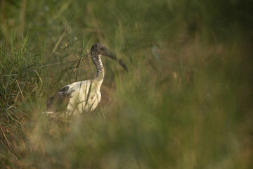 African Sacred Ibis at Asker marsh, Bahrain
