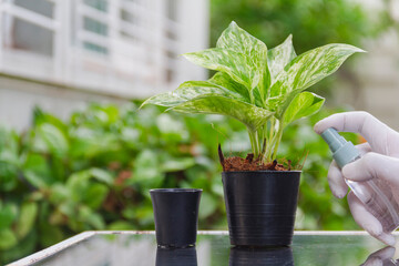 male hand wear white glove watering spotted betel in small black pot put on mirror table