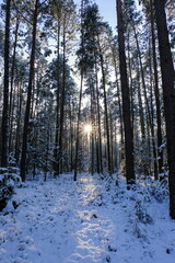 Fototapeta premium Winter in the forest, the forest lit by the sun's rays. Winter in Poland.