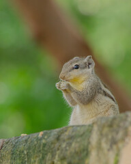 Indian squirrel