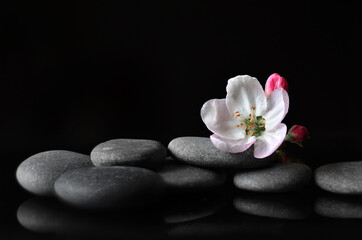 Fototapeta na wymiar Spa stones and pink flowers on black background.
