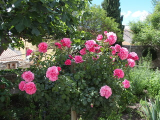 Beautiful roses in the medieval Garden of the St. Lawrence Monastery, Sibenik, Croatia