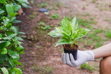 hand wear white glove hold spotted betel in small black pot