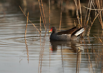 Common Moorhen at Asker marsh, Bahrain