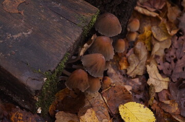 mushrooms in the forest