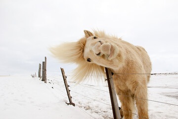 Brown short coated horse on snow covered ground