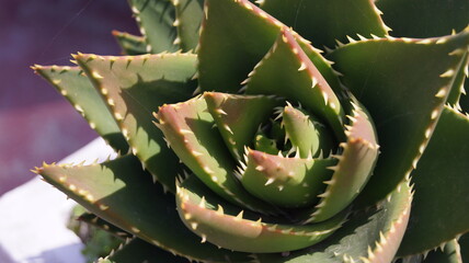 close up of plant