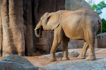 An African bush elephant in an enclosure