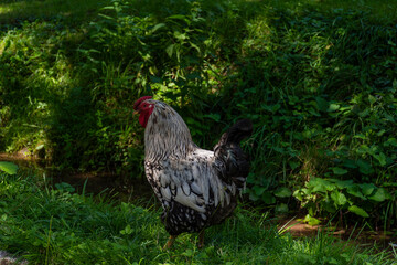 rooster in the farm