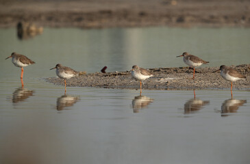 Common Greenshanks at Asker Marsh, Bahrain