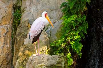 African yellow-billed stork is standing on a rock © belizar