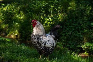 rooster in the farm