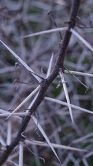 branch with thorns, nature