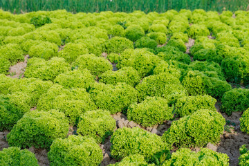 Green leaf lettuce on garden bed in vegetable field. Fresh lettuce leaves.