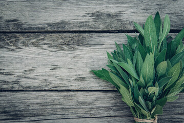 Salvia officinalis. Sage leaves on old wooden table. Garden sage. Retro magazine picture. Copy space