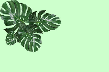 Tropical Green Monstera leaves background patterns decorating for composition creative design elements. Philodendron monstera textures Tropical, botanical nature concepts ideas.