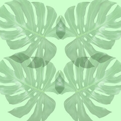 Tropical Green Monstera leaves background patterns decorating for composition creative design elements. Philodendron monstera textures Tropical, botanical nature concepts ideas.