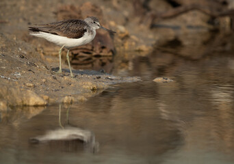 Common Greenshank at Asker Marsh, Bahrain