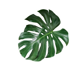 Naklejka na ściany i meble Tropical Green Monstera leaves isolated on white background with clipping path