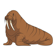 Color illustration with walrus. Isolated vector object on a white background.