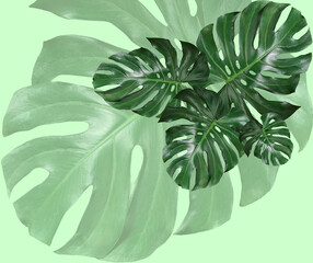 Tropical Green Monstera leaves background patterns decorating for composition creative design elements. Philodendron monstera textures Tropical, botanical nature concepts ideas.