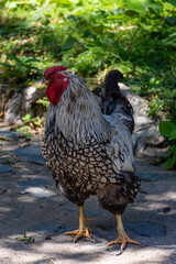 rooster in the farm