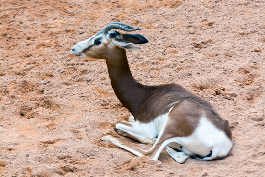 Dama or Mohr gazelle is lying on the ground
