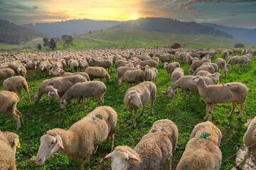 Herd of white sheep grazing in a Green landscape.
