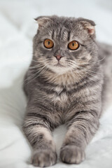 Portrait of Cats comfortable on the bed . Scottish Fold Cats purebred cute ginger kitten pet is feeling happy. love to animals pet concept.
