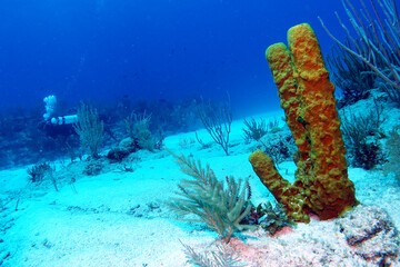 caribbean, diving, under water, 