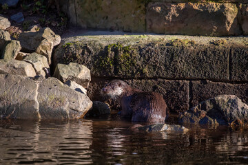 Common otter, lutra lutra, close up of head and body while resting outside water on a Scottish river during winter. - 409677320