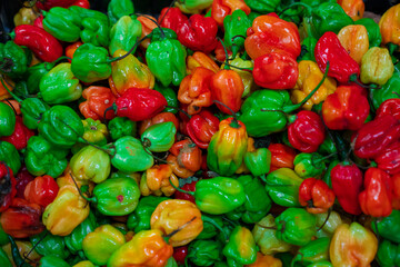 Multicolor Hot Peppers