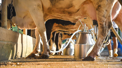 Cow discovers the meaning of being on a cow farm, animal husbandry in farm, row of cows being milked with milking machine, Cattle grazing in a field.