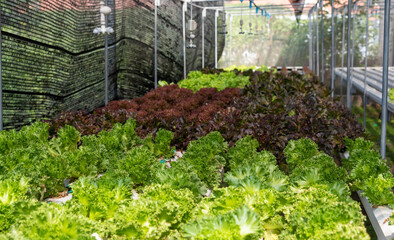 organic​ vegetable plant in​ dome grown with hydroponic systems to control the quality to grow well and grown with hydroponic systems, organic vegetables that are valuable for good health