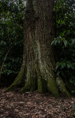 tree in the forest